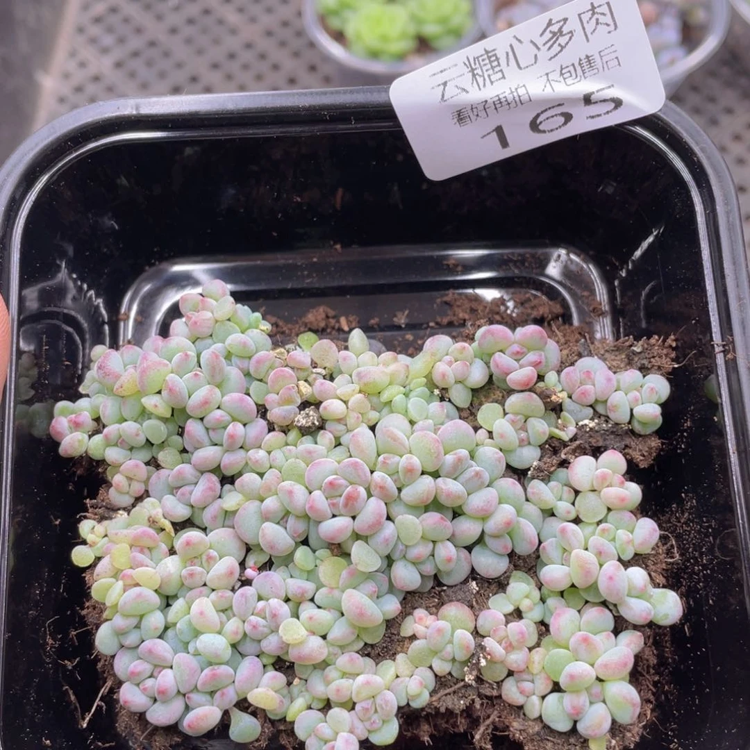 云糖心多肉植物165