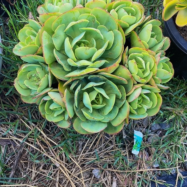 一***️多肉植物多肉发货碧桃