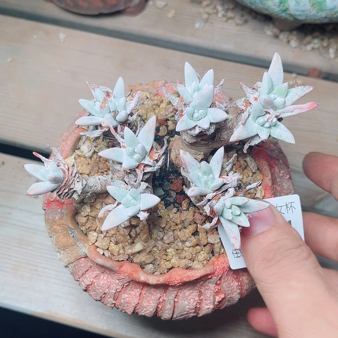 1181海瑟白菊多肉