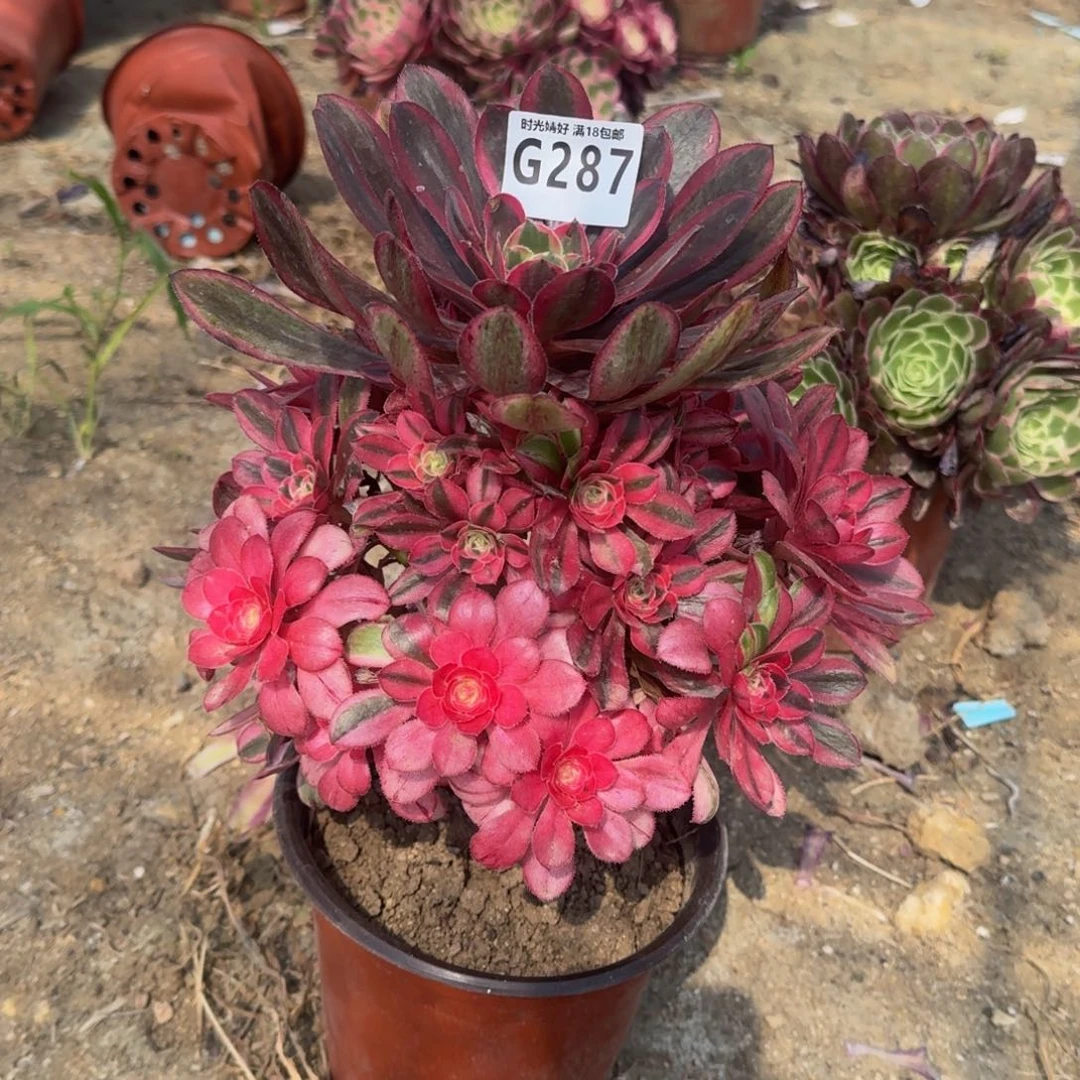 贞*287初恋寄养到秋