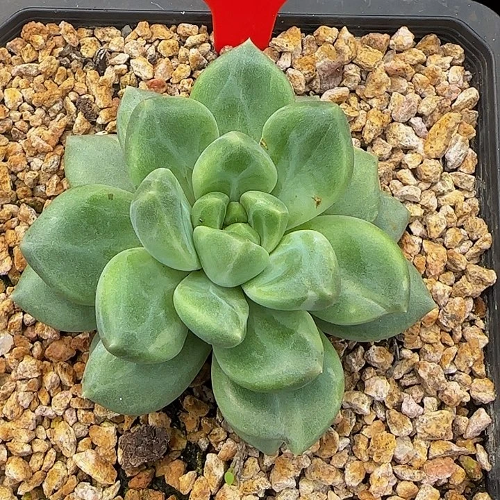 小***量美人优选405多肉植物