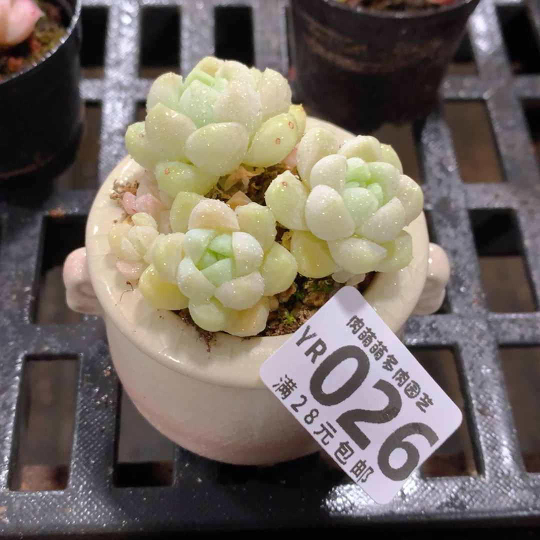 肉萌萌拇指盆精控多肉YR026