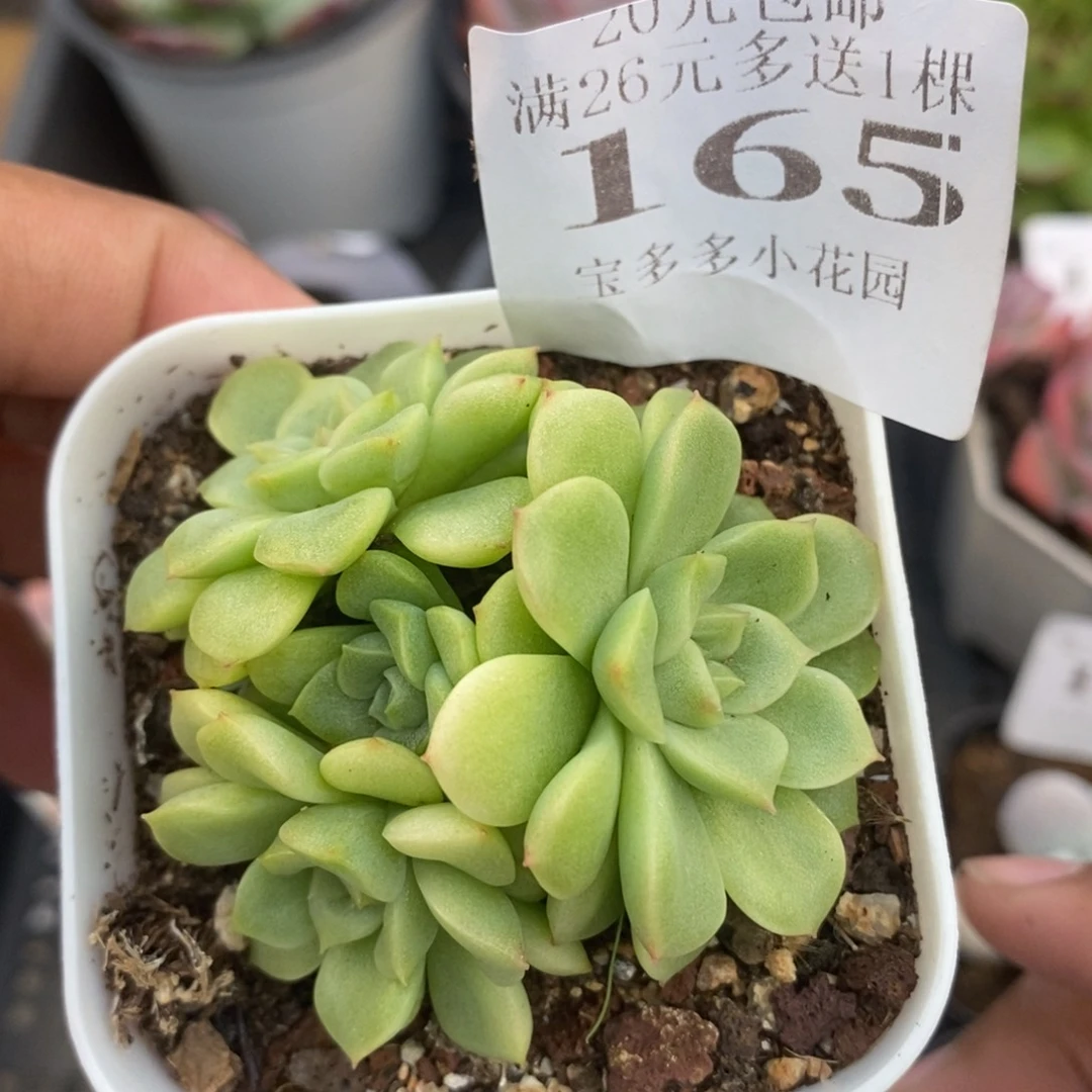 珍珠麦秆群一物一拍满20包邮满26送一颗多肉