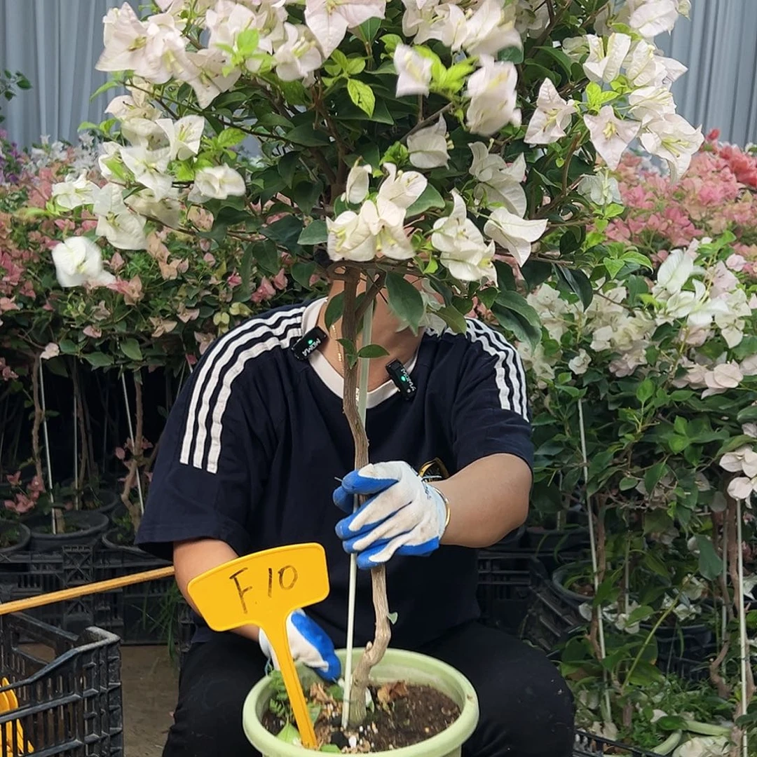 我***园大部分花苞少量开放F10苹果花