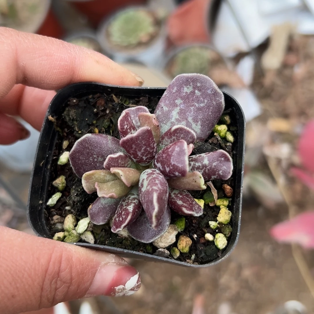 多肉植物多肉植物