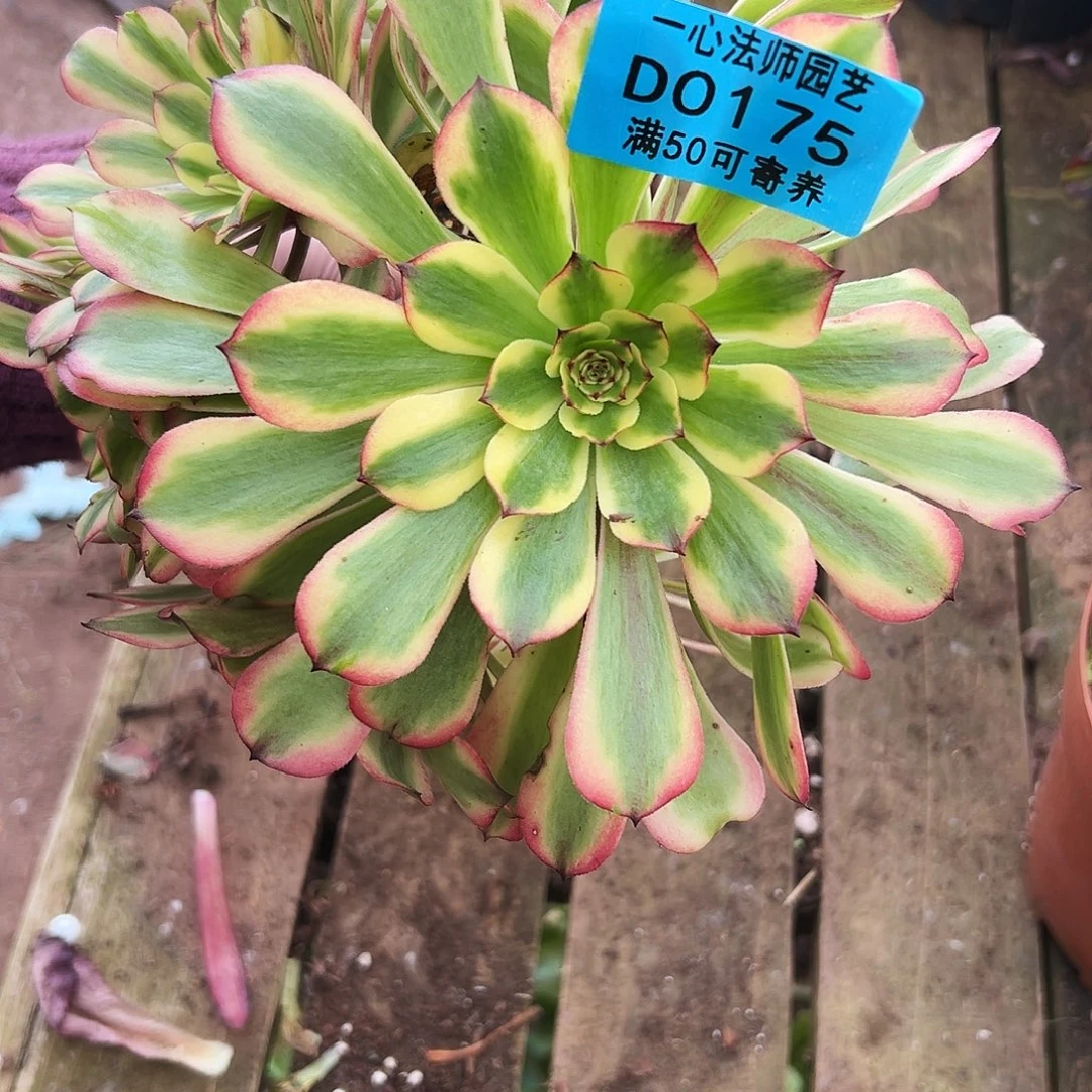 多肉植物多肉植物0175