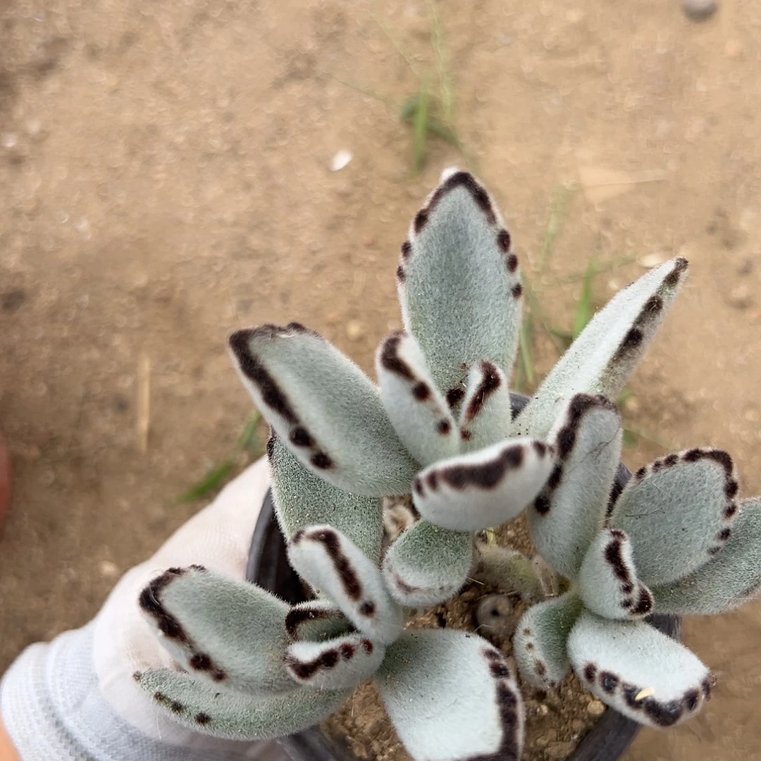 DVD哦呃呃呃呃呃呃呃呃呃