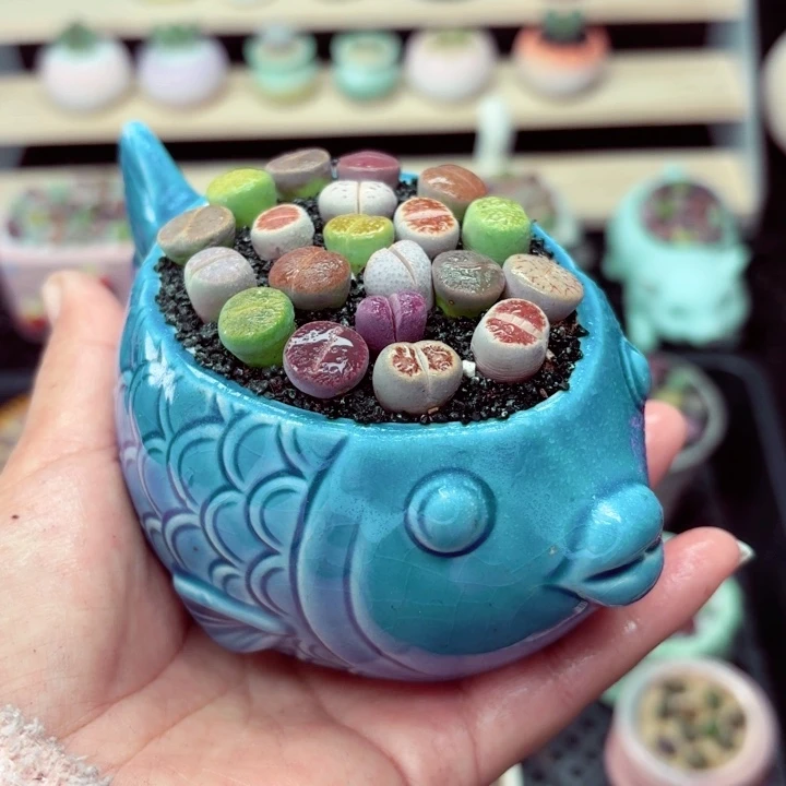 499零下地区记得拍保温箱