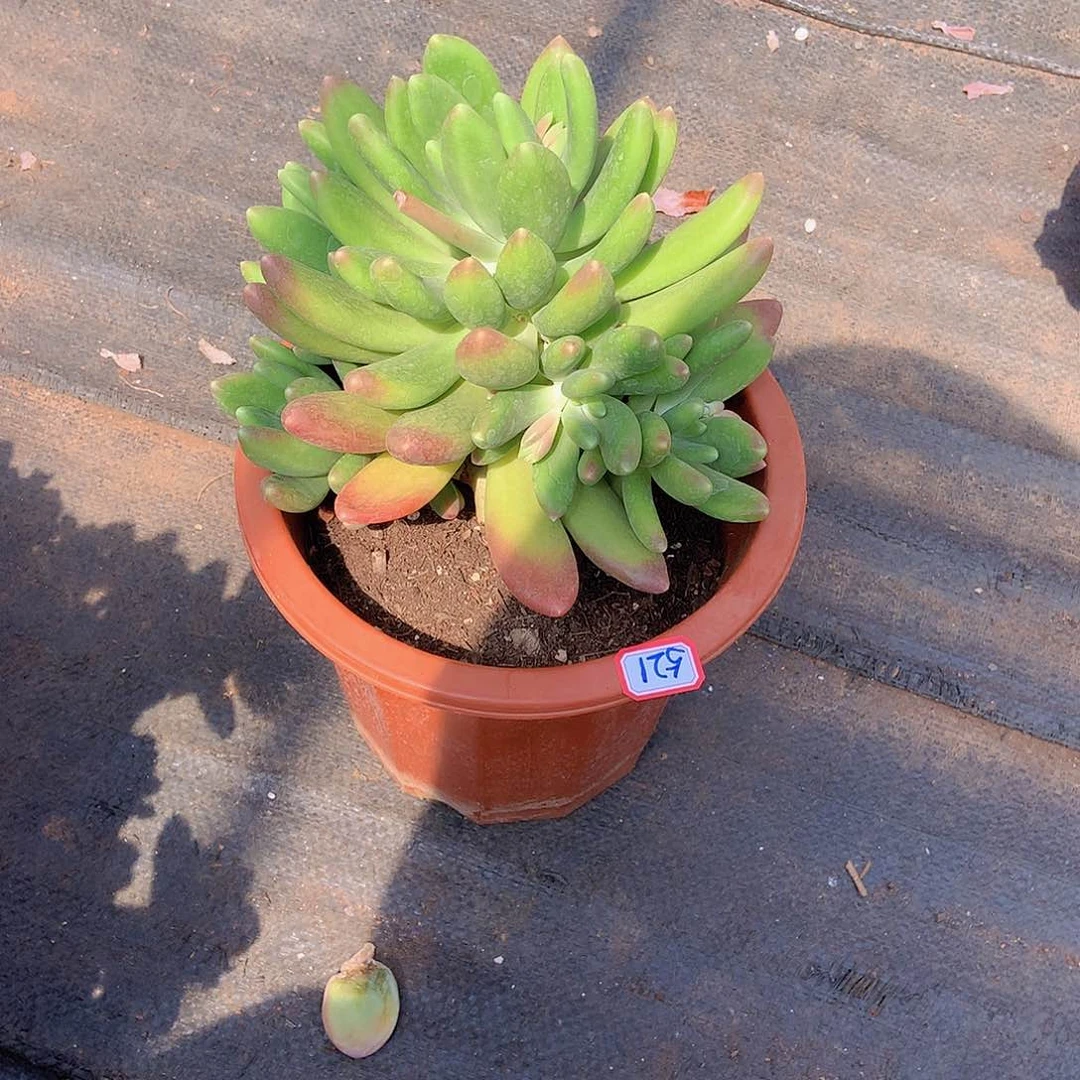 丰****)一物一拍多肉家里521金蟾