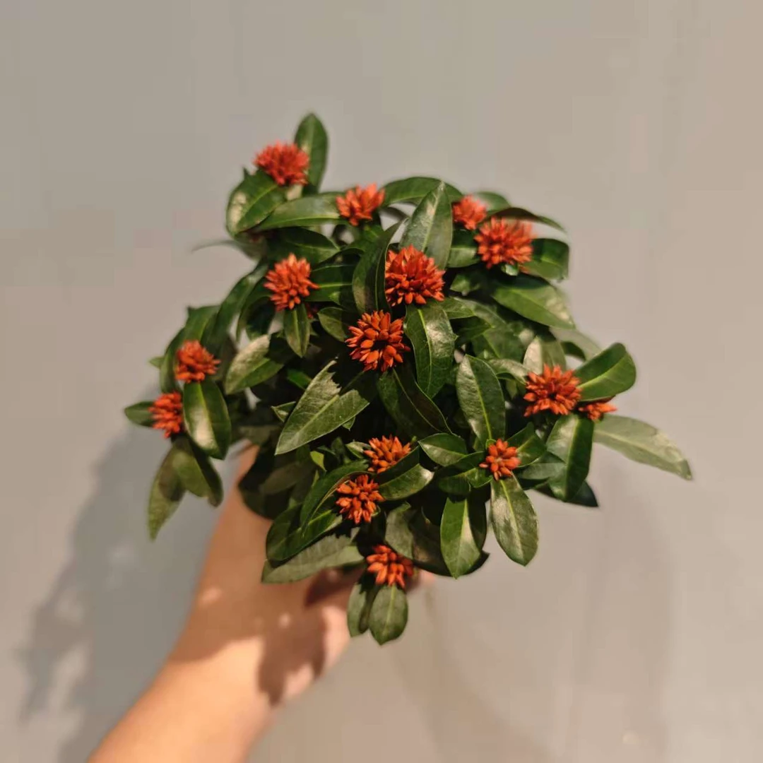 带花苞【小叶重瓣龙船花】开花好养懒人窗台阳台绿植盆栽