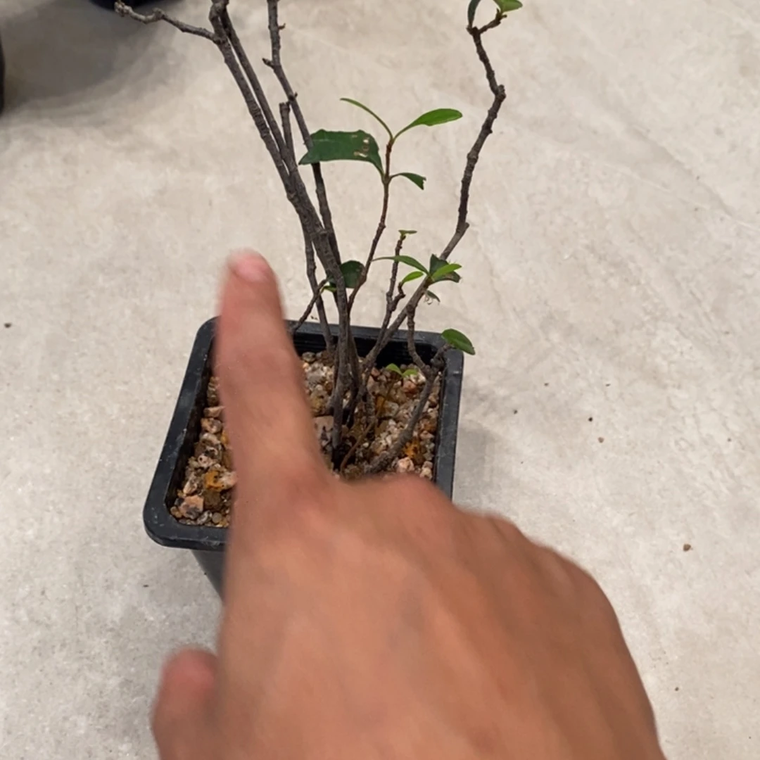完全开放海岛春花