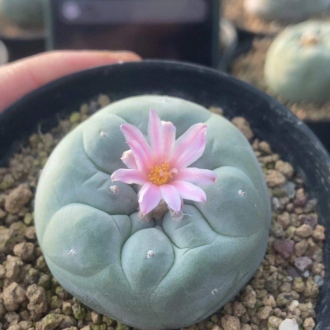 小*无刺仙人球开花了