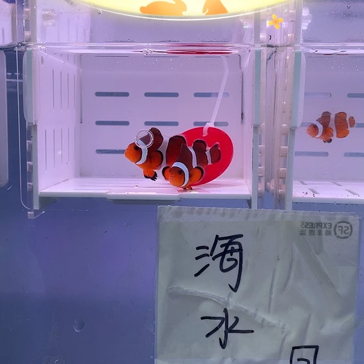 海水鱼精品黑边小丑鱼