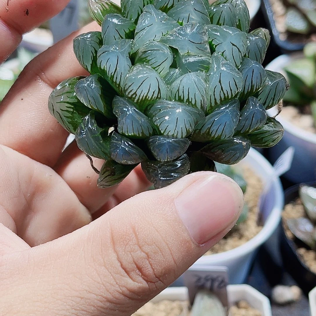 特价处理冰灯雨露