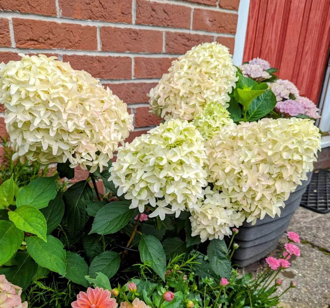 北极熊圆锥基地直发木绣球露天绣球15-20个花头