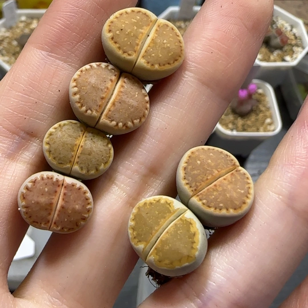 咸****10.13.1620.5.9012