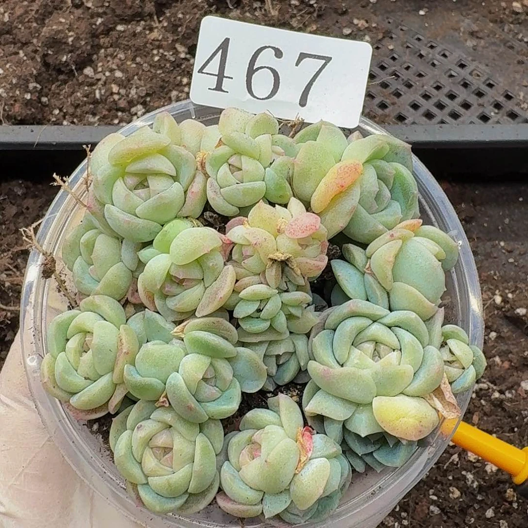 多肉植物多肉植物467