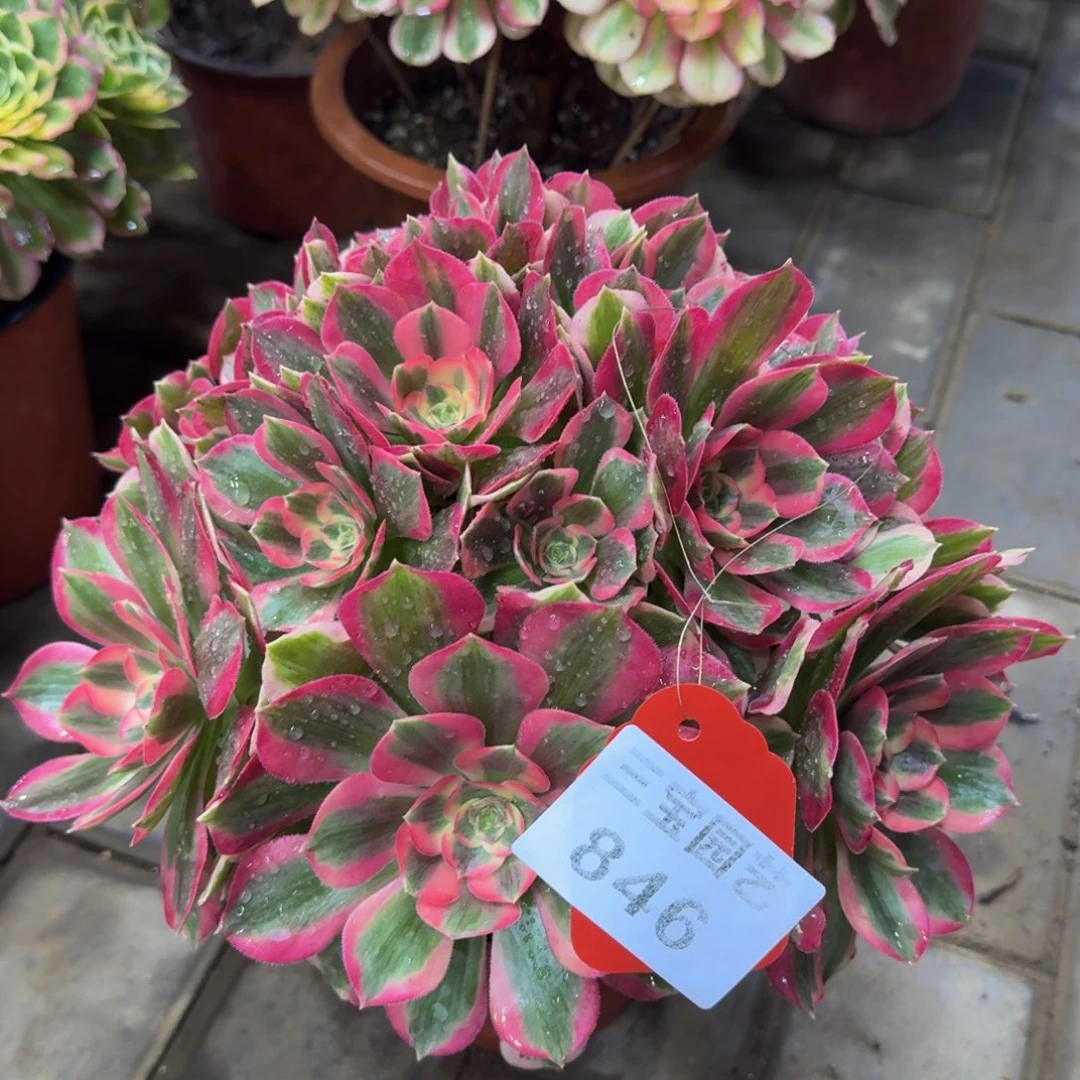 岁**刀多肉植物846妖月