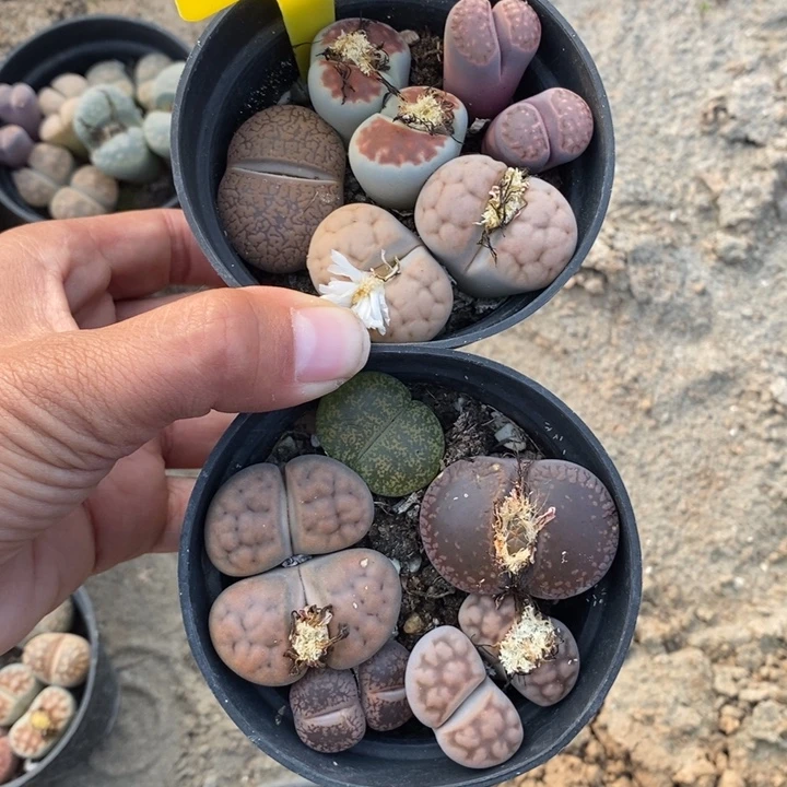 -***.生石花等植物的生长646