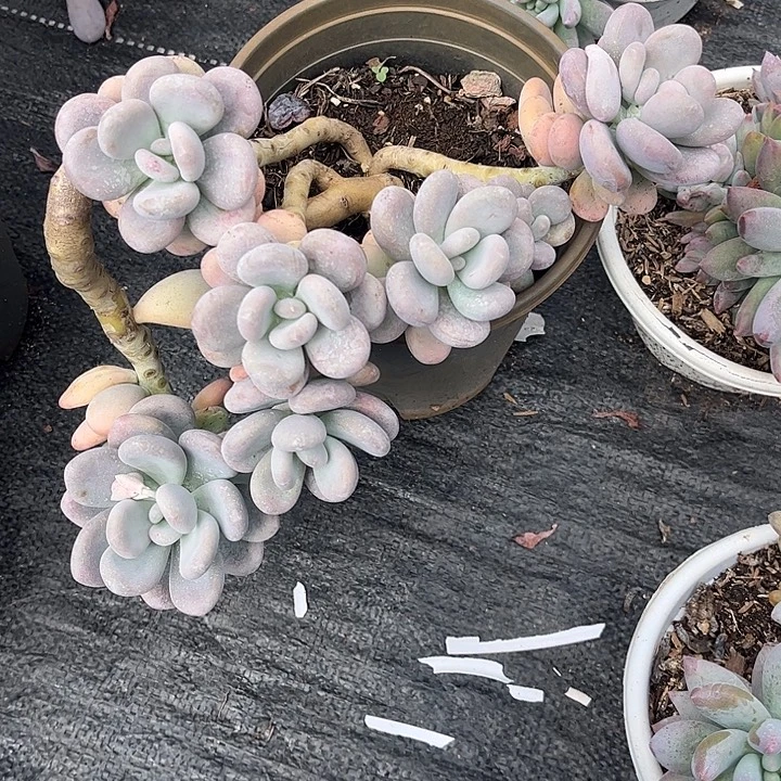 清***桔橙雪球群生，一物一拍