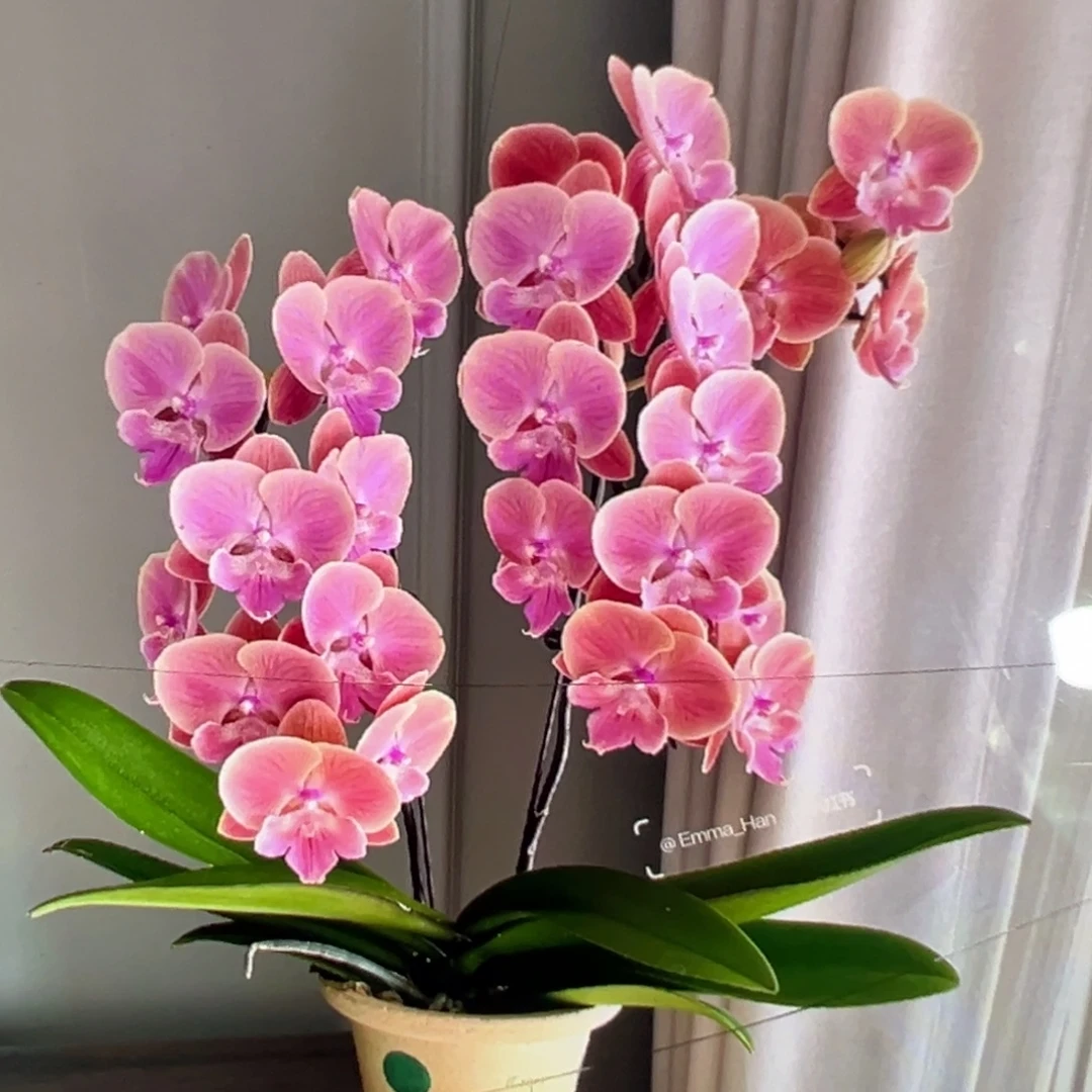 当前无花栽培后可以开花瑕疵苗不售后叶损唯美双剑凑单发货