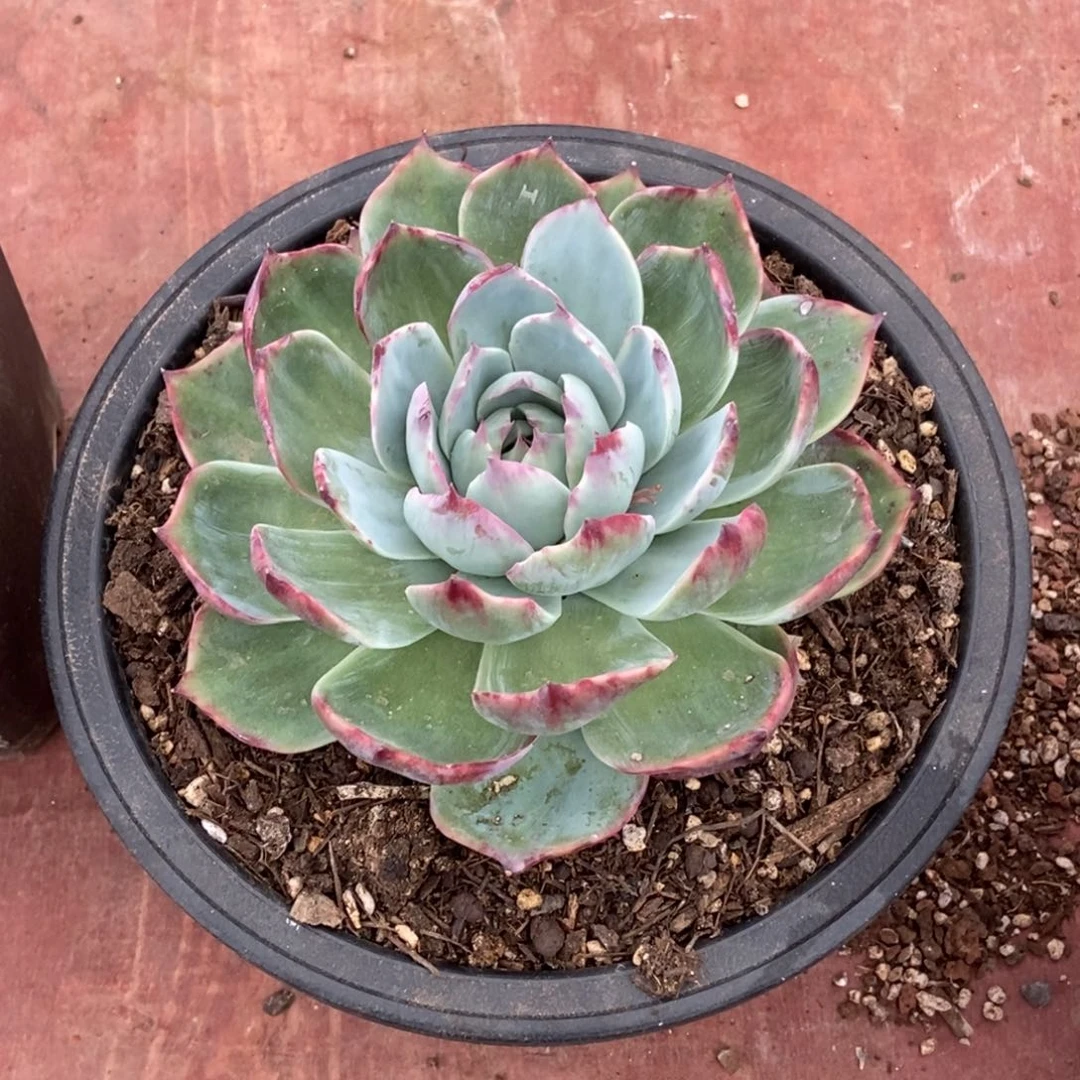 独*惊鸿一瞥多肉植物