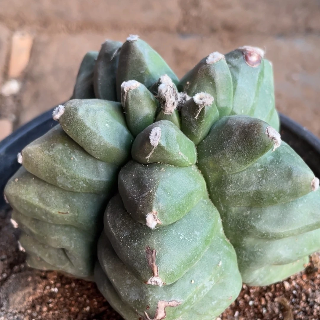 无花朵自根角犹锯齿龟甲鸾020