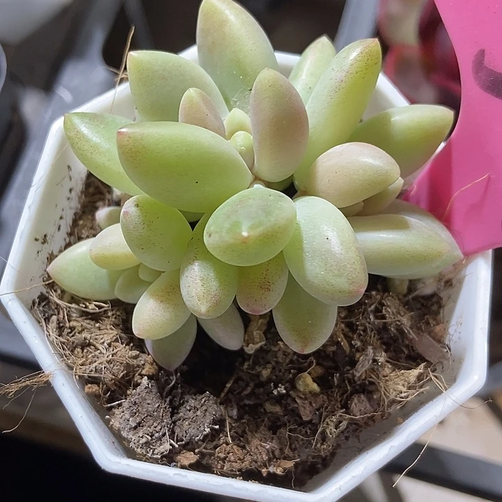 多肉植物橙色奇迹59多肉
