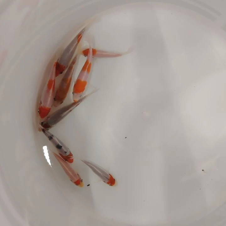 海水顺丰包邮开箱包活