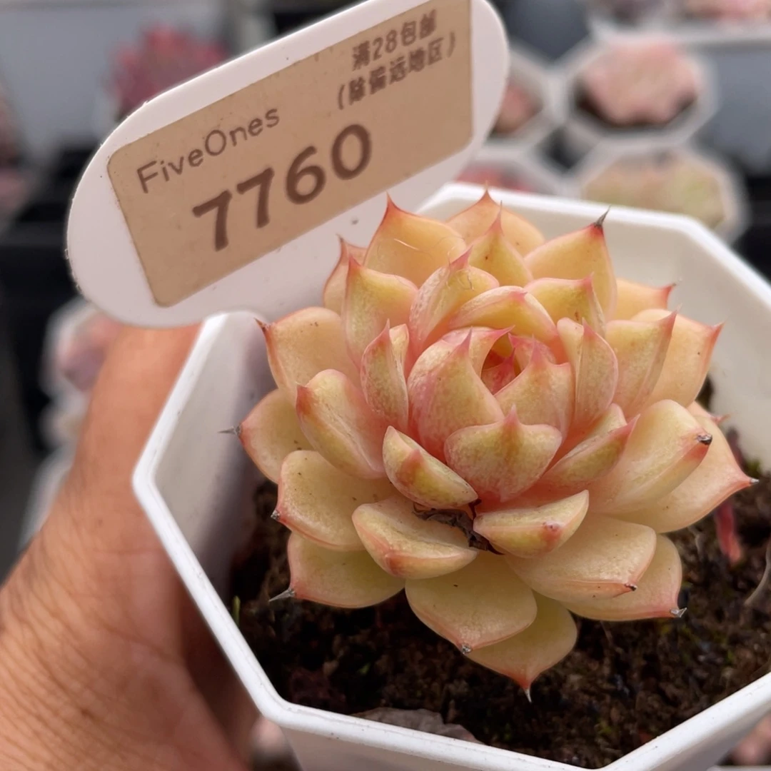 苯巴蒂斯7760-4.0厘米