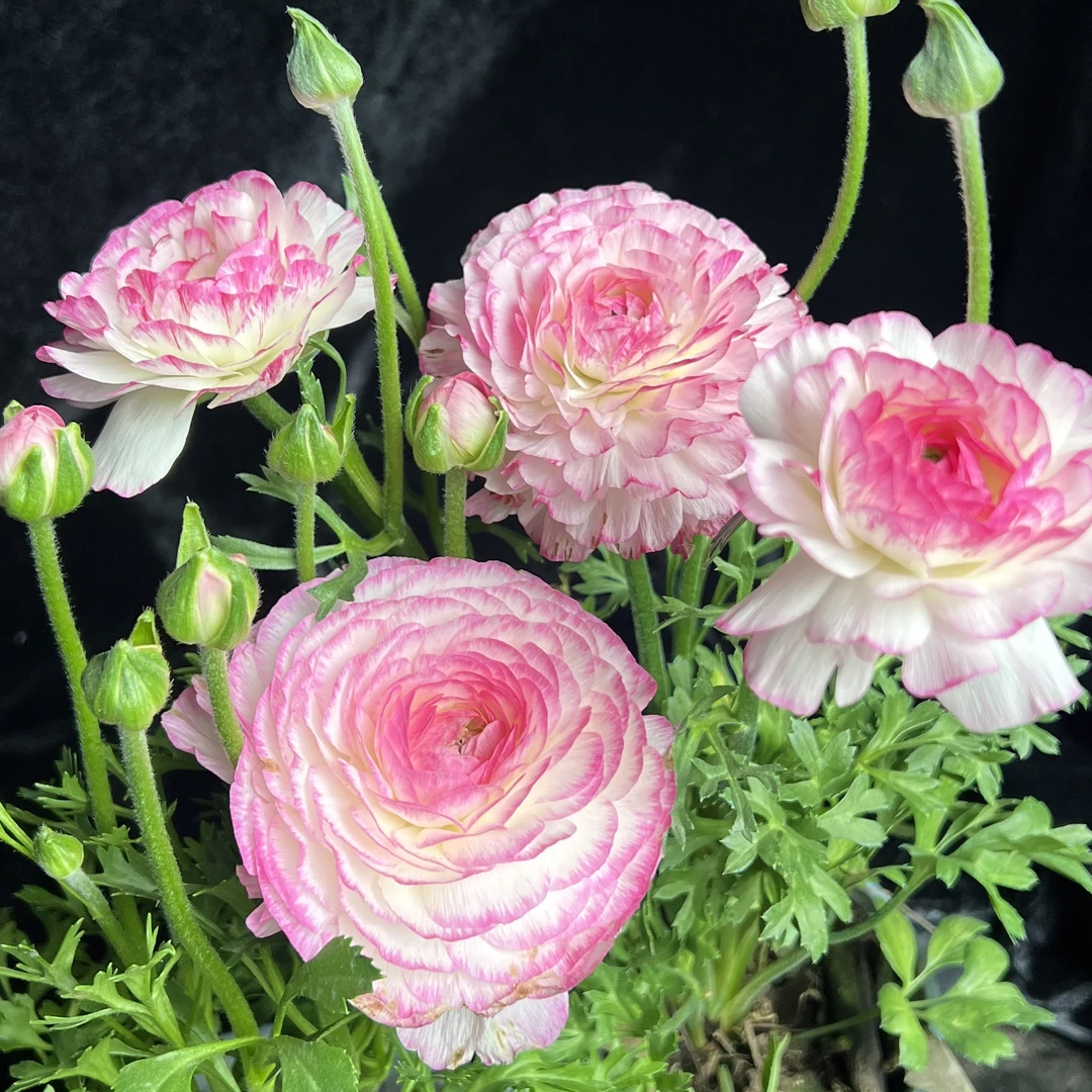 洋牡丹【花边粉】盆栽庭院阳台爆花强花卉新手易养护