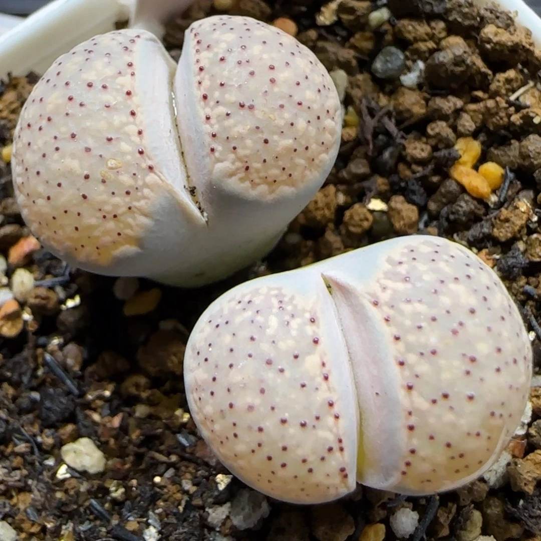 12.4    粉朝贡 。  5027