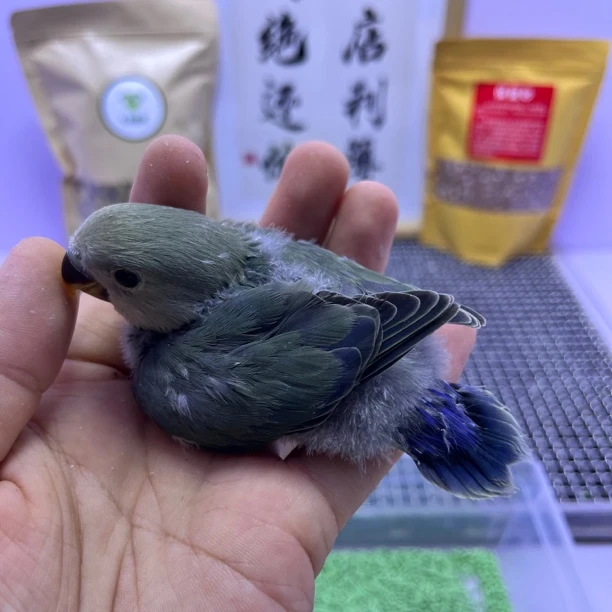 精品绿银母L35213-桃面鹦鹉