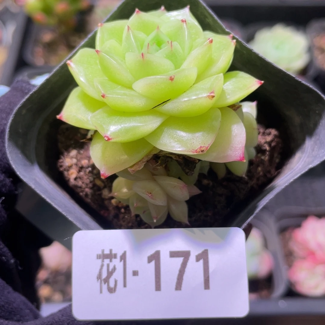 花利美1-171麦秆带仔