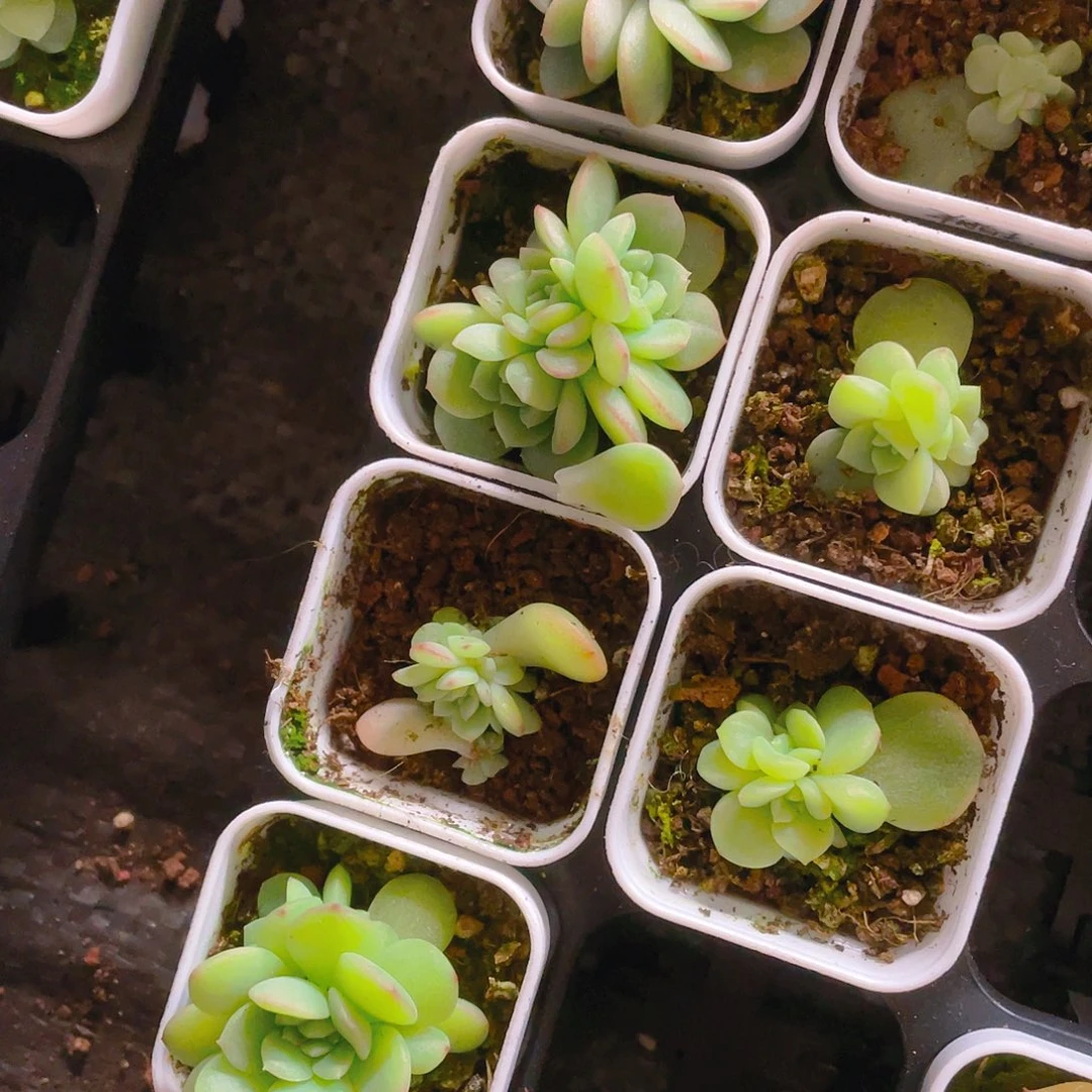 水果糖C 叶片一个满25包邮