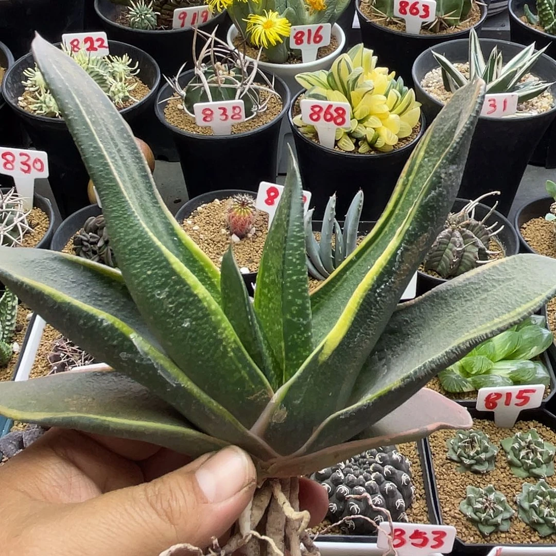 实生大型赤不动锦边卧牛