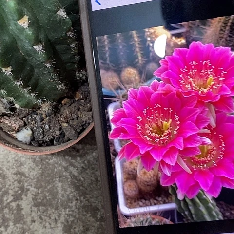阿尔特娜丽花，37990