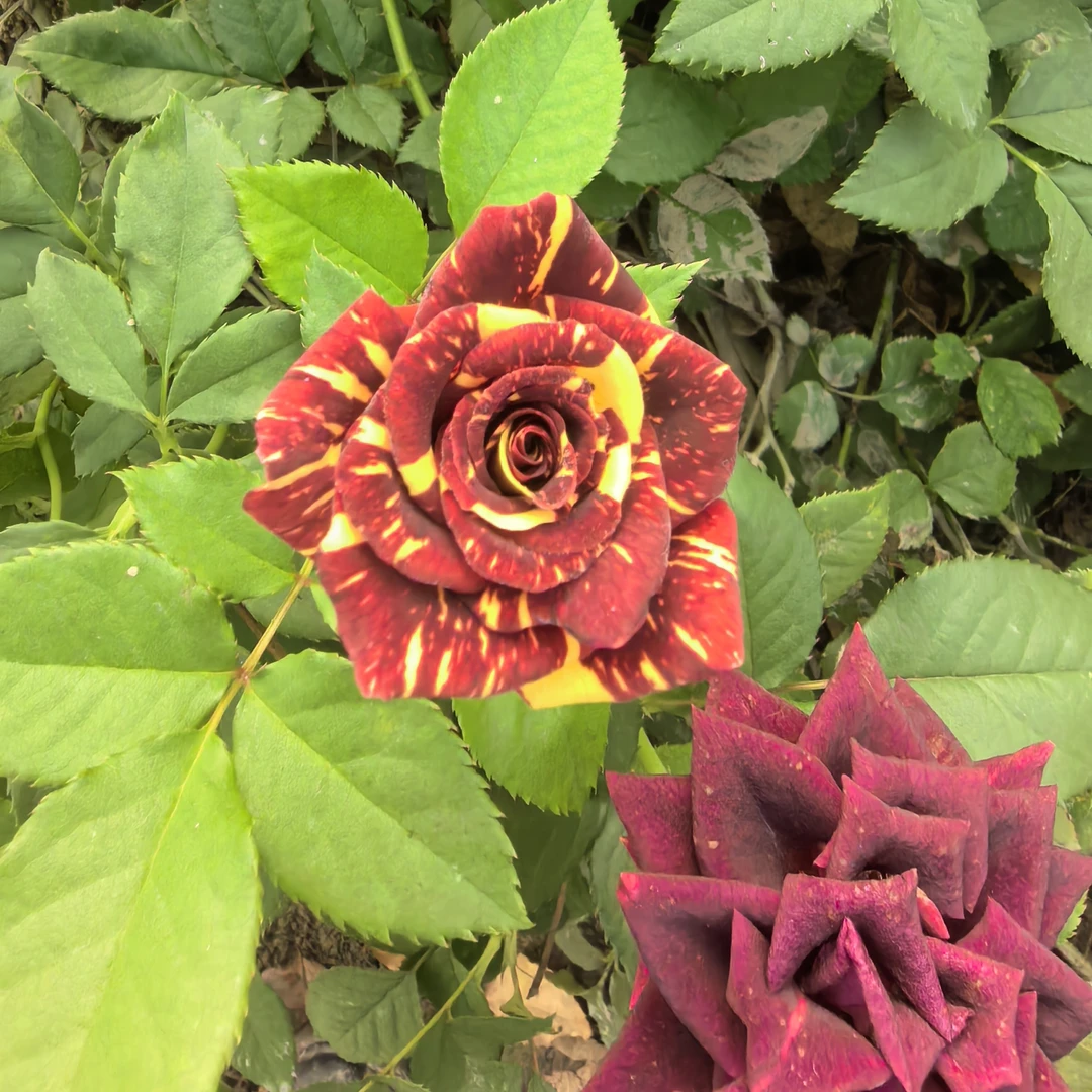 【流星雨】云南玫瑰花老桩大苗大花浓香月季盆栽地栽室内室外好养