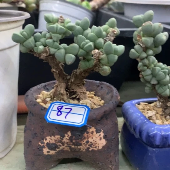 四***然一物一拍鹿角海棠多肉87