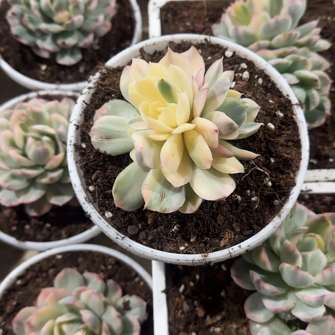 阳****楠楠楠草莓蛋糕锦多肉植物