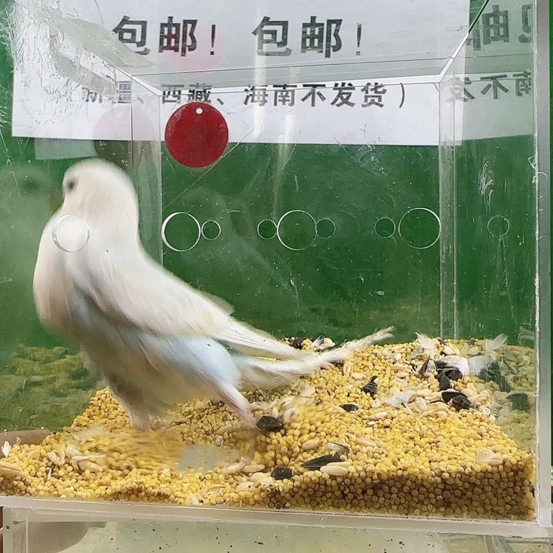 虎皮鹦鹉大头鹦鹉