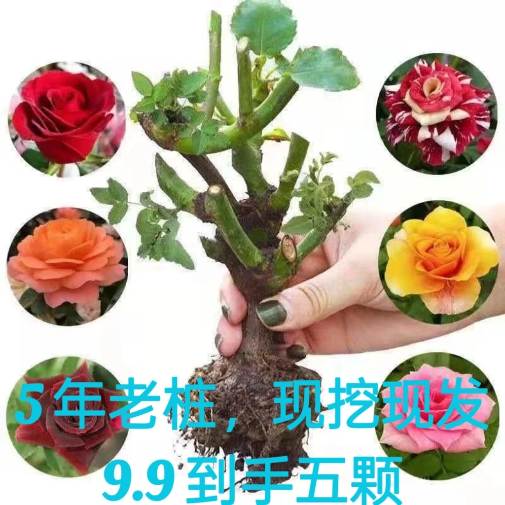 云南基地玫瑰老桩玫瑰大花四季开花花园易活室内庭院室外阳台植物