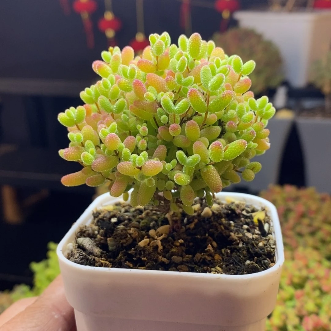 266号蜜橘糖球枝干多肉