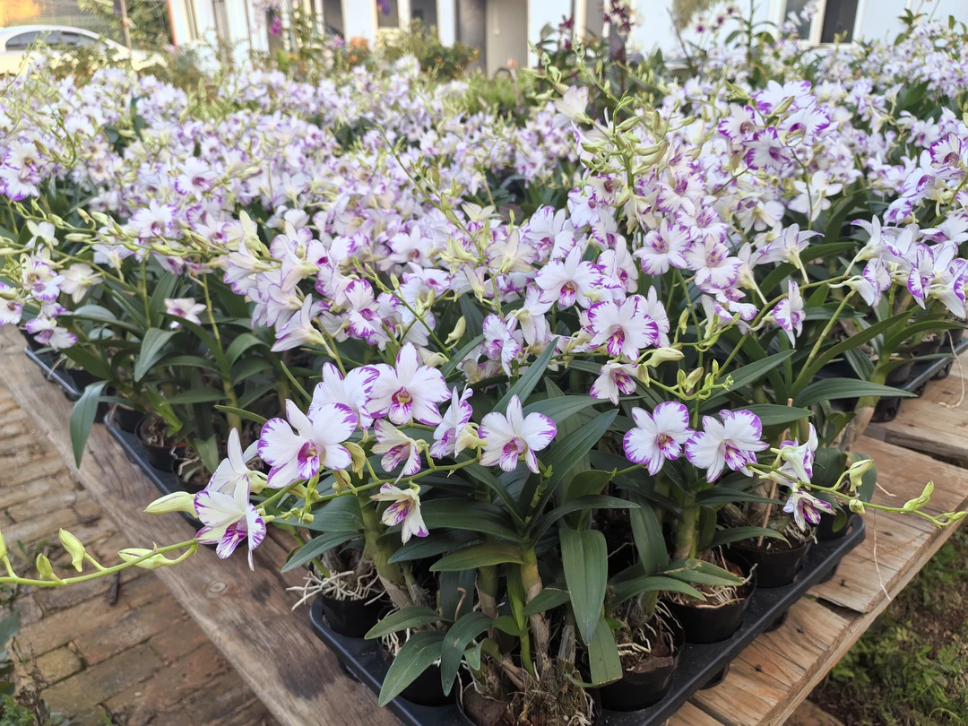 白泼墨秋石斛兰2苗带花苞室内客厅阳台好养花期长观花绿植兰花