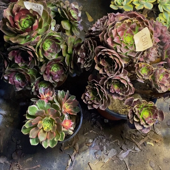 郑***73盆多肉断头不包1501