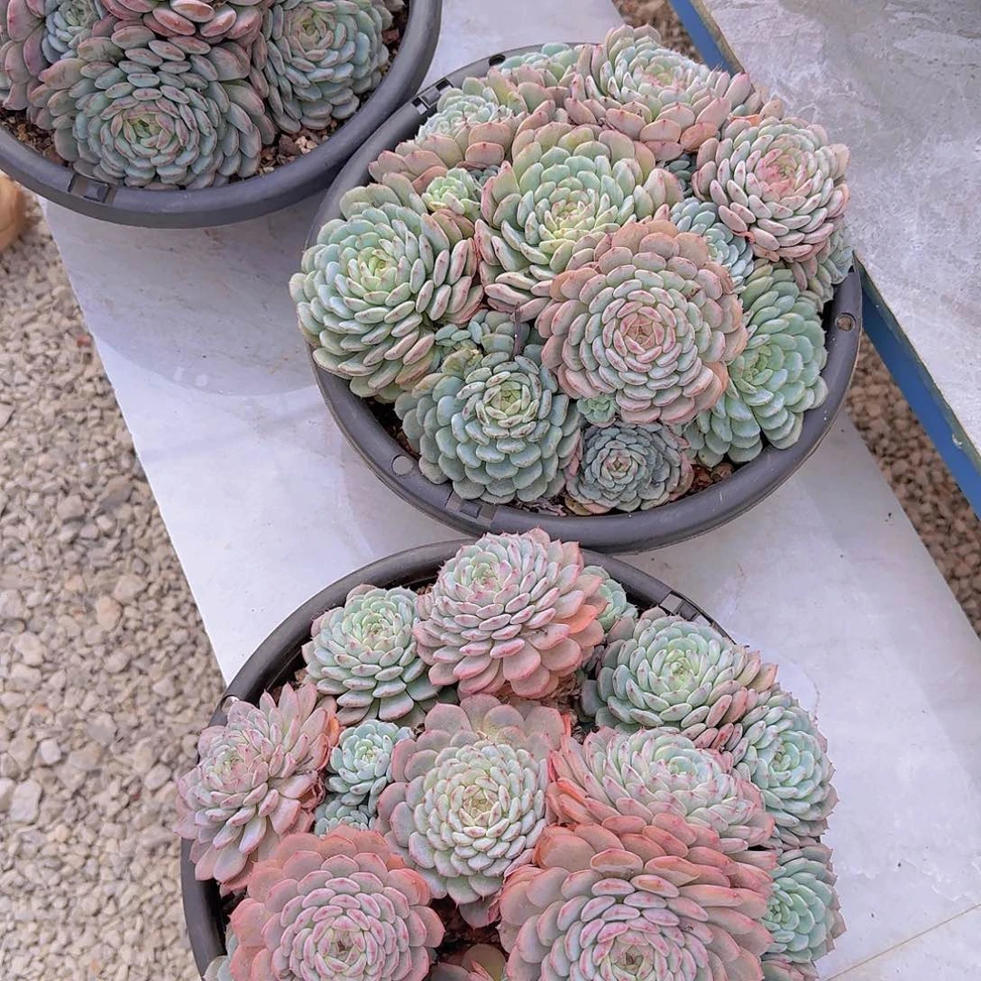 0000白胖子多肉植物