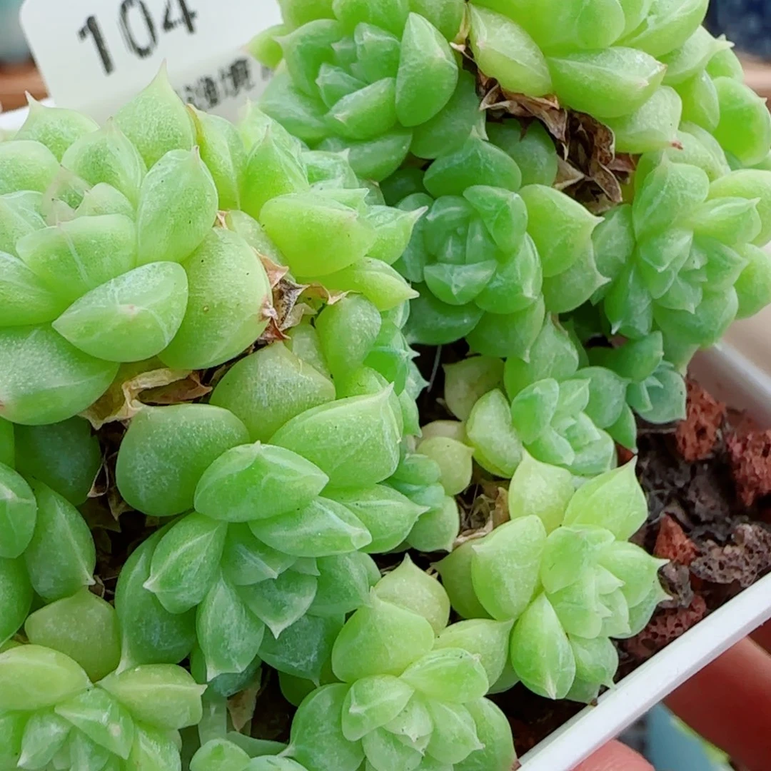 花语逸镜1003-104散