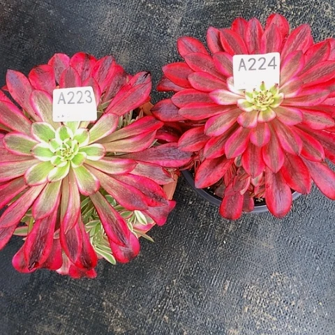 红同223黑同224脱土发货
