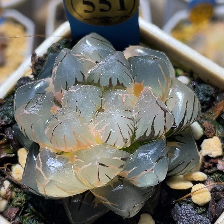 551皓月完美锦母本级别