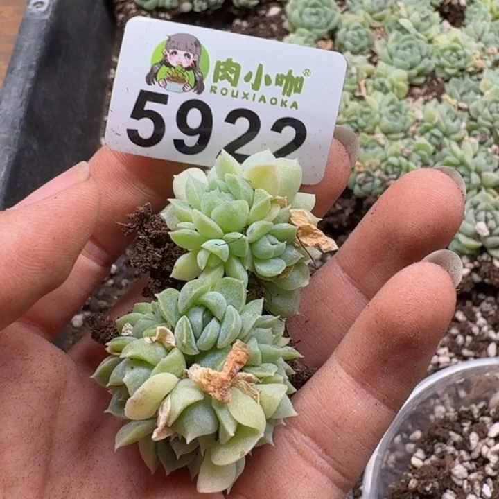 蓝****多肉植物多肉植物